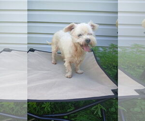 Poodle (Miniature)-Unknown Mix Dogs for adoption in Minneapolis, MN, USA