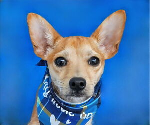 Chihuahua Dogs for adoption in Pasadena, CA, USA
