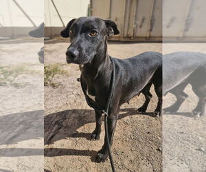 Labrador Retriever-Unknown Mix Dogs for adoption in El Centro, CA, USA