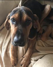 Bloodhound Dogs for adoption in Wheaton, IL, USA