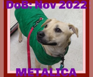Labrador Retriever-Unknown Mix Dogs for adoption in Sebec, ME, USA