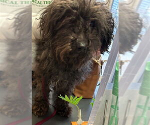 Miniature Schnauzer-Poodle (Miniature) Mix Dogs for adoption in Plano, TX, USA