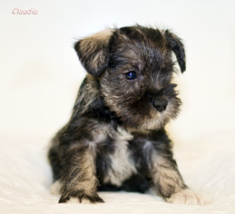 Mutt Dogs for adoption in Shamokin, PA, USA