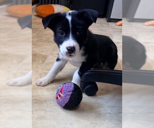 Border Collie-Collie Mix Dogs for adoption in Raleigh, NC, USA