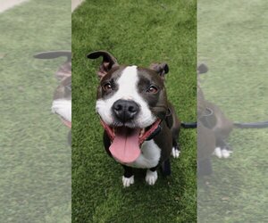 Medium Photo #5 American Pit Bull Terrier Puppy For Sale in Berkeley, CA, USA