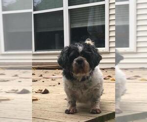 Shih Tzu Dogs for adoption in Pataskala, OH, USA
