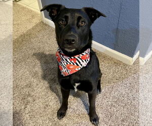 Pointer-Unknown Mix Dogs for adoption in Fargo, ND, USA