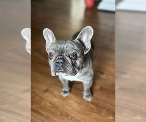 French Bulldog Dogs for adoption in Gulfport, MI, USA