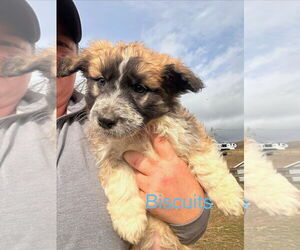 Basset Hound-Unknown Mix Dogs for adoption in Mouth Of Wilson, VA, USA