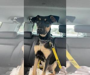 German Shepherd Dog-Unknown Mix Dogs for adoption in Arlington, WA, USA
