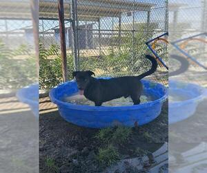 Cardigan Welsh Corgi-Labrador Retriever Mix Dogs for adoption in Bakersfield, CA, USA