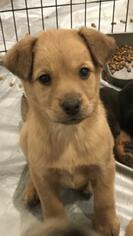 German Shepherd Dog Dogs for adoption in Hewitt, NJ, USA