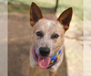 Mutt Dogs for adoption in San Antonio, TX, USA