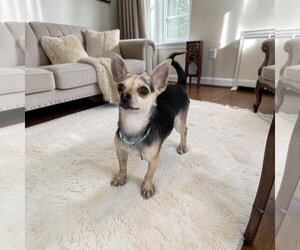 Chihuahua Dogs for adoption in Menifee, CA, USA