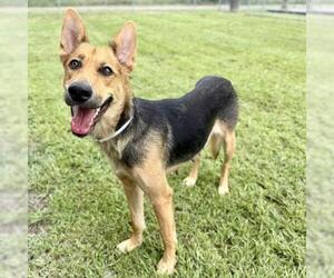 German Shepherd Dog Dogs for adoption in Conroe, TX, USA