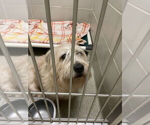 Mutt Dogs for adoption in Virginia Beach, VA, USA