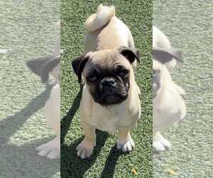 Chug Dogs for adoption in La Verne, CA, USA