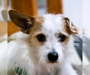 Jack Russell Terrier-Unknown Mix Dogs for adoption in Diamondville, WY, USA