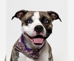 Mutt Dogs for adoption in Santa Maria, CA, USA