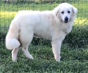 Golden Pyrenees Dogs for adoption in Sparta, TN, USA