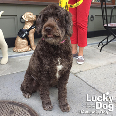 Portuguese Water Dog Dogs for adoption in Washington, DC, USA