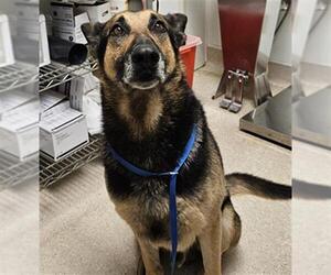 German Shepherd Dog Dogs for adoption in Bakersfield, CA, USA