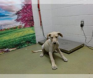 Great Dane Dogs for adoption in Moreno Valley, CA, USA