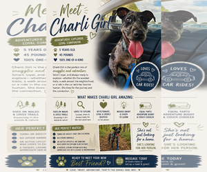 Catahoula Leopard Dog-Unknown Mix Dogs for adoption in Sanford, FL, USA