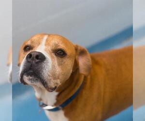 Boxer Dogs for adoption in Gainesville, FL, USA