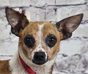 Chihuahua Dogs for adoption in Canton, CT, USA