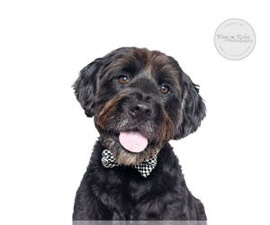 Labradoodle Dogs for adoption in Tuscaloosa, AL, USA