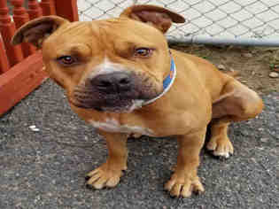 American Pit Bull Terrier-Unknown Mix Dogs for adoption in Roslindale, MA, USA