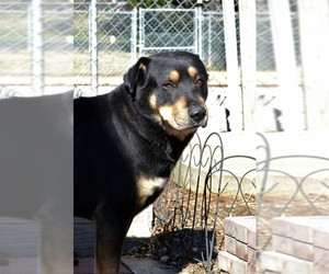 Rottweiler Dogs for adoption in Winston Salem, NC, USA