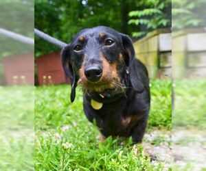 Dachshund-Unknown Mix Dogs for adoption in Huntington, NY, USA