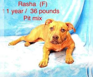 Bullboxer Pit Dogs for adoption in pomfret, CT, USA