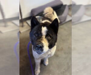 Akita Dogs for adoption in Las Vegas, NM, USA