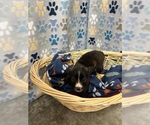Chihuahua Dogs for adoption in Rosenberg, TX, USA