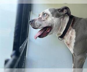 American Pit Bull Terrier Dogs for adoption in Houston, TX, USA