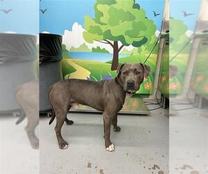 American Pit Bull Terrier Dogs for adoption in Waco, TX, USA