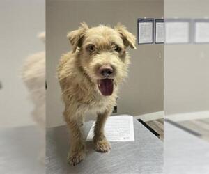 Mutt Dogs for adoption in Redlands, CA, USA
