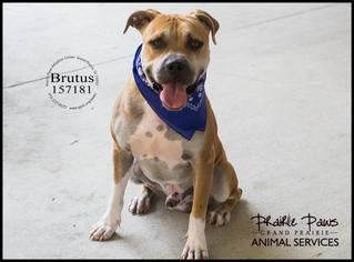 Bullboxer Pit Dogs for adoption in Grand Prairie, TX, USA
