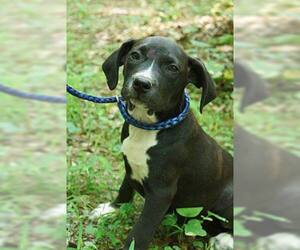 Boxador Dogs for adoption in Williston, VT, USA