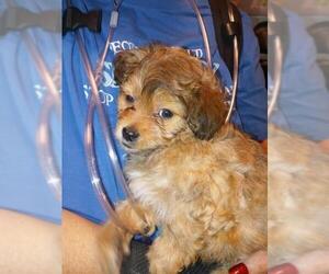 Toxirn Dogs for adoption in San Bernardino, CA, USA