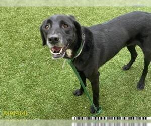 English Coonhound Dogs for adoption in West Palm Beach, FL, USA