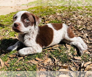 American Pit Bull Terrier-Spaniel Mix Dogs for adoption in Claremore, OK, USA
