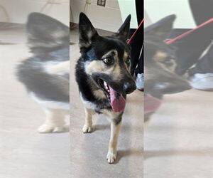 German Shepherd Dog-Unknown Mix Dogs for adoption in Derwood, MD, USA