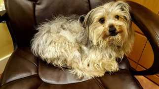 Silky Terrier Dogs for adoption in Accident, MD, USA