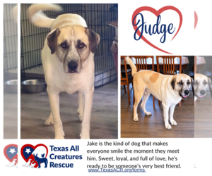 Anatolian Shepherd Dogs for adoption in Lillian, TX, USA