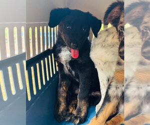 Australian Shepherd-Unknown Mix Dogs for adoption in Claremore, OK, USA