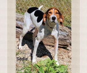 Treeing Walker Coonhound Dogs for adoption in Lake City, MI, USA